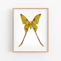 Image 4 of Comet Moth LIMITED EDITION PRINT
