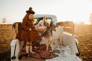 Image of Christmas Donkey Minis