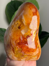 Image 6 of XL ORBICULAR CARNELIAN FREEFORM -MADAGASCAR-