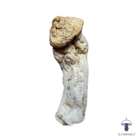 PENIS ENVY MAGIC MUSHROOMS