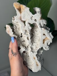 Image 3 of XL AGATIZED CORAL SLAB -FLORIDA- D