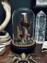 Image 1 of Red Admiral & Bumblebee Dome