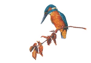 Image of 'Kingfisher' Limited Edition Print