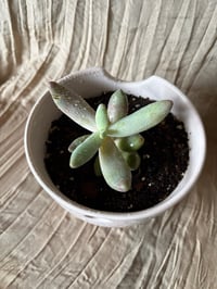 Image 4 of Red Finger Succulent in Winnie-the-Pooh Bowl