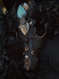 Image 4 of Spellbound adorned coyote skull 