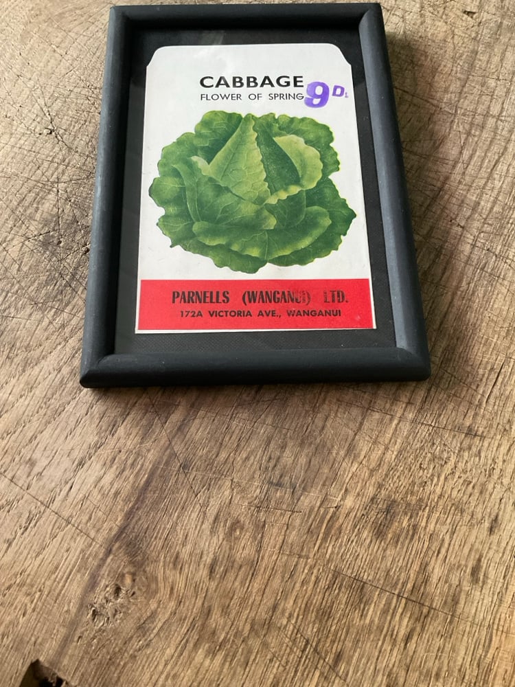 Image of Cabbage (flower of spring)