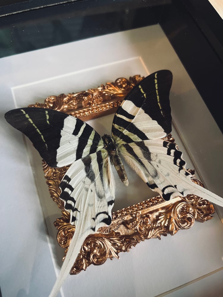 Image of “Graphium Androcles” Giant Swordtail Butterfly 