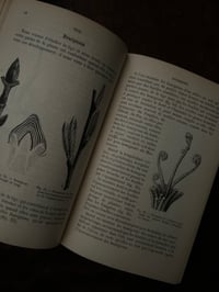 Image 6 of Cours élémentaire de Botanique, A.Mangin,1886