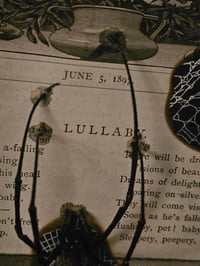 Image 5 of Statement "Lullaby"  1897 Taxiderny orbweaver Spider & Preserved Web