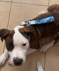 Image 1 of Traffic Lead - Short Lead