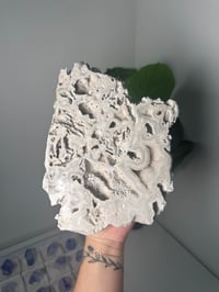Image 1 of XL AGATIZED CORAL SLAB -FLORIDA- A