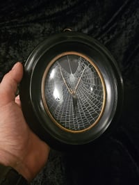 Image 4 of Crow tongue with real preserved spider web in Antique frame 