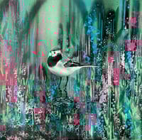 Image 2 of Pied wagtail