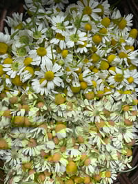Image 2 of Chamomile 