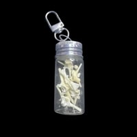 cane toad vertebrae keychain jar
