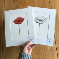 Poppy Giclee Print