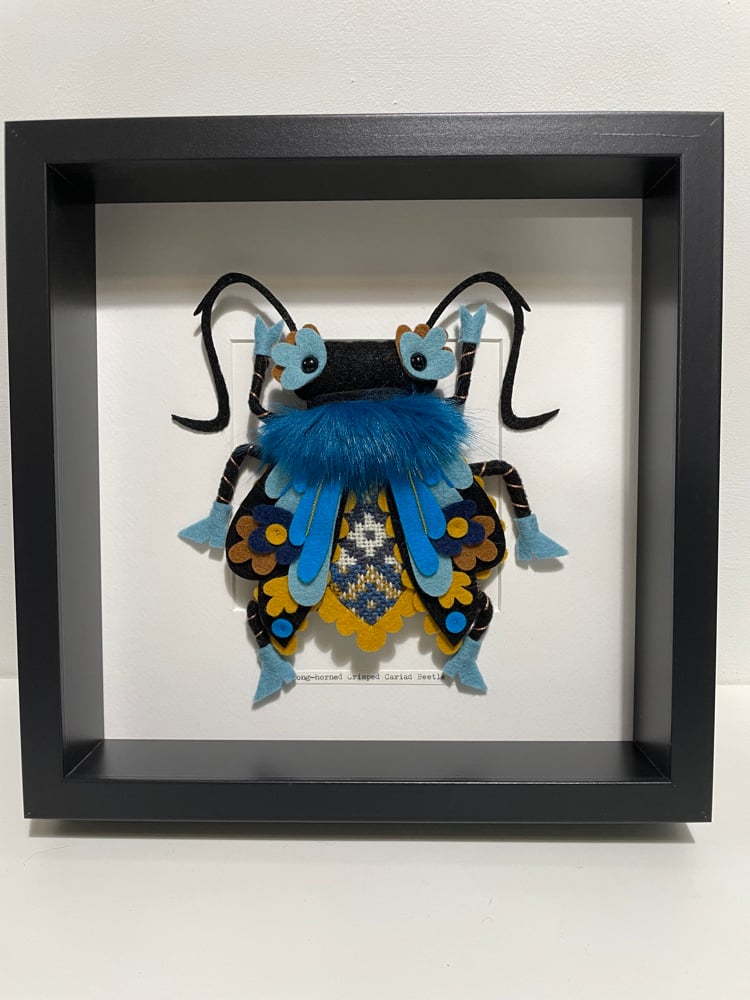 Image of Long-horned Crimped Cariad Beetle