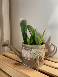 Image 1 of Snake Plant in Rustic Butterfly Watering Can