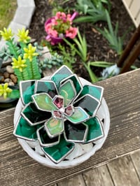 Image 4 of **PRE SALE** Succulent Glass Plant - Potted