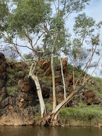 Image 5 of desert rain/relief || 