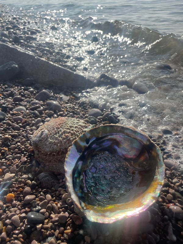 Image of Abalone Shell 