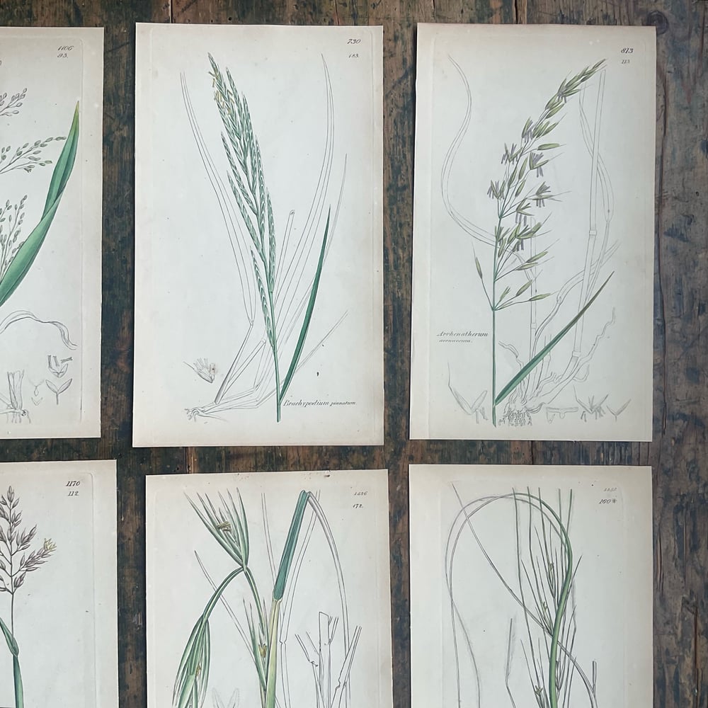 Image of Botanical Pictures