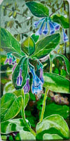 Bluebells 