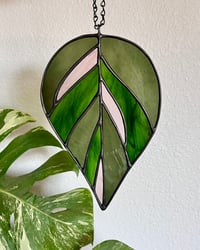 Image 4 of Pink Princess Philodendron 