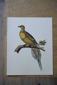 Image 7 of Planches De Bestiaire Du Muséum D'histoire Naturelle - les oiseaux .