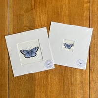 Large Blue Butterfly Giclee Print