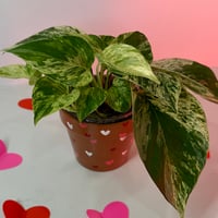 Image 3 of Valentines Day Decorative 4”inch Pot with Marble Queen Pothos