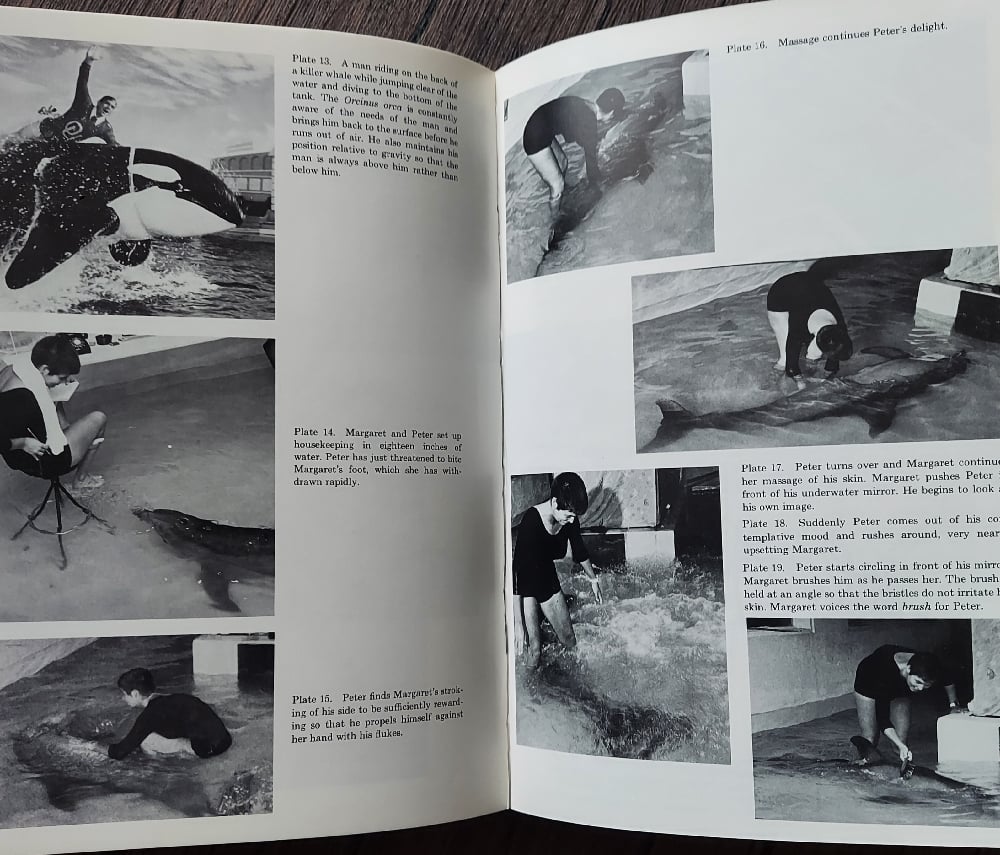 Communication Between Man and Dolphin, by John C. Lilly