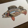 Anatomical fish print (a4) 