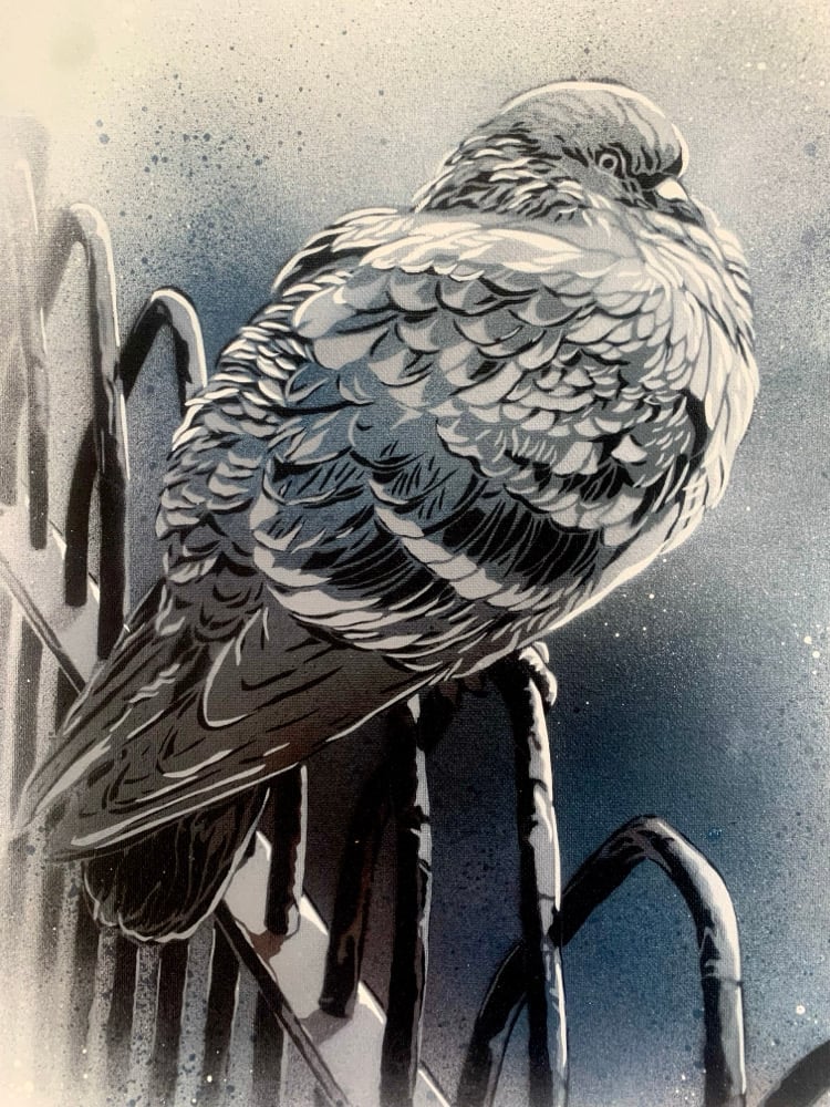 Image of Park Pigeon