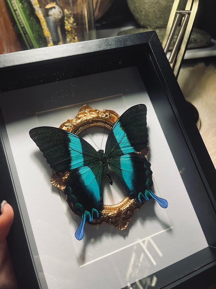 Image of  “Papilio Blumei” Green Peacock butterfly