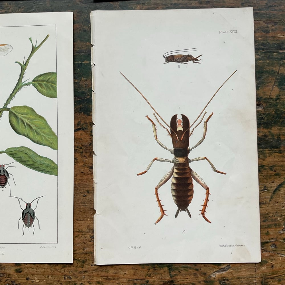 Image of Bugs
