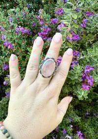 Image 2 of The Camellia (9)