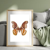 Image 8 of Rhescyntis pseudomartii moth PRINT