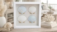 Image 2 of Seashell Shadowbox