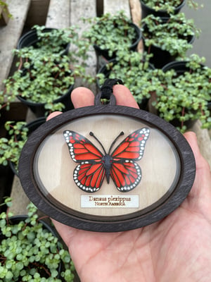 Image of Layered Wood Ornament - Monarch Specimen