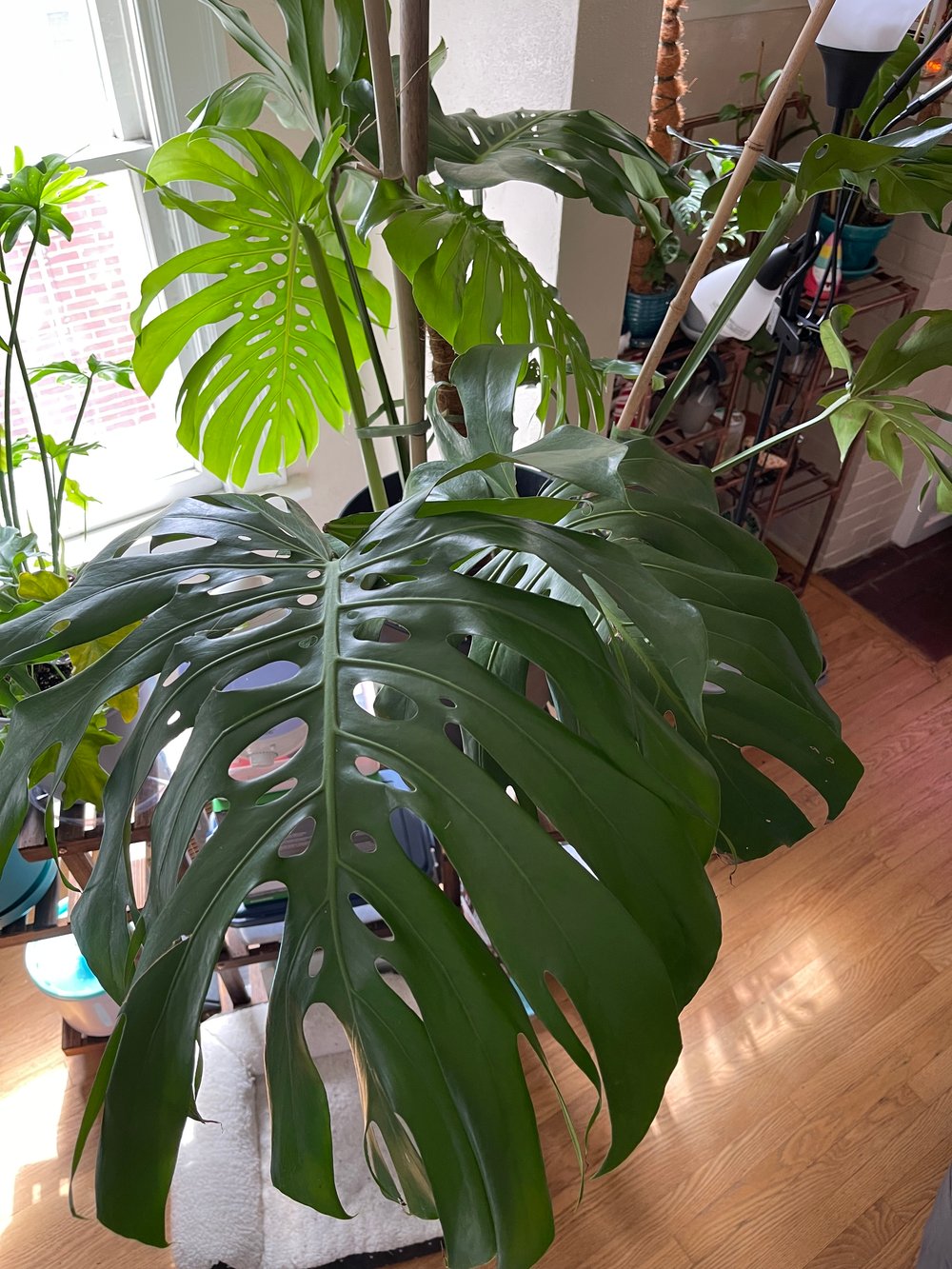 Image of Monstera Cuttings