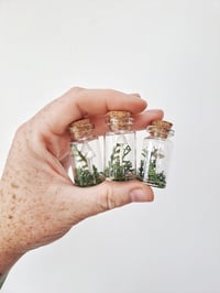Image 1 of Tiny Porcelain Mushroom in a Jar
