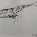 Image 2 of £50 originals - shrimp, pointillism