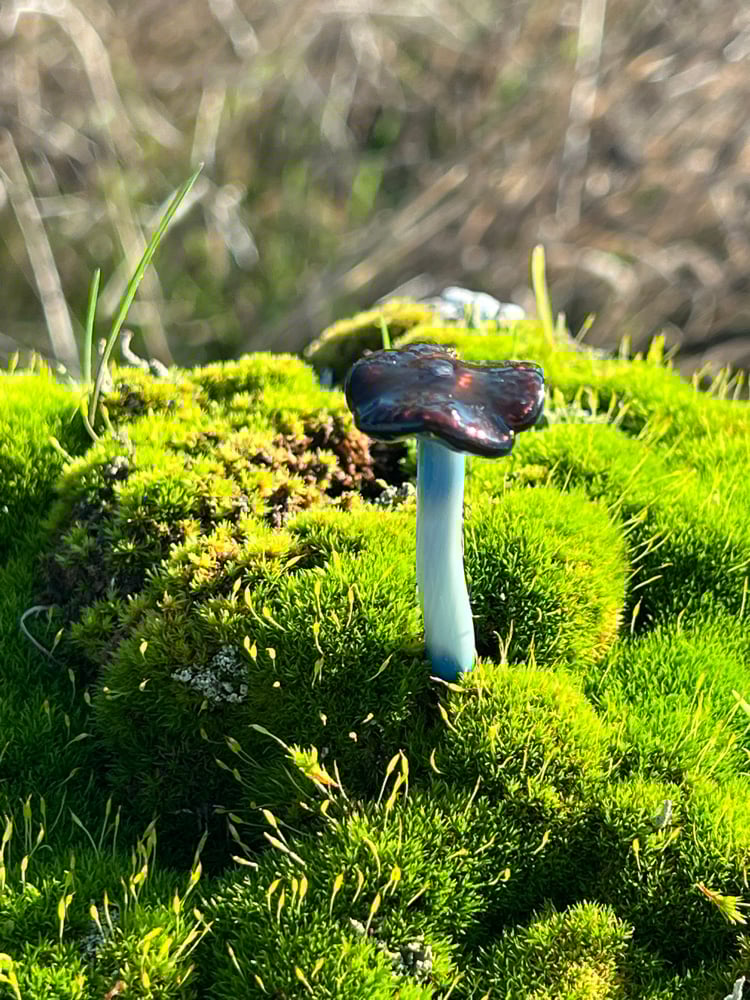 Image of Blue Staining Mushroom Plant Spike 5