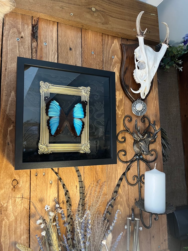 Image of Ornate Blue Morpho Deidamia Butterfly Black