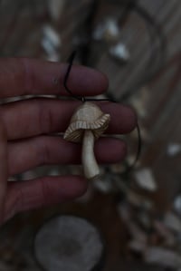 Image 5 of Silver Birch Mushroom 