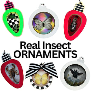 Image of Preserved Insect Ornaments 