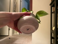 Image 2 of Golden Pothos in Nostalgic Campbells Soup Mug