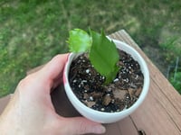 Image 5 of Thanksgiving Cactus in Cute Pink Monster