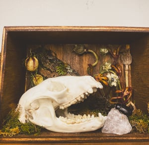 Image of Raccoon Skull Shadowbox 